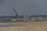 Possible Eastern Common Tern Sterna hirundo longipennis The Brancaster Eastern Common Tern
