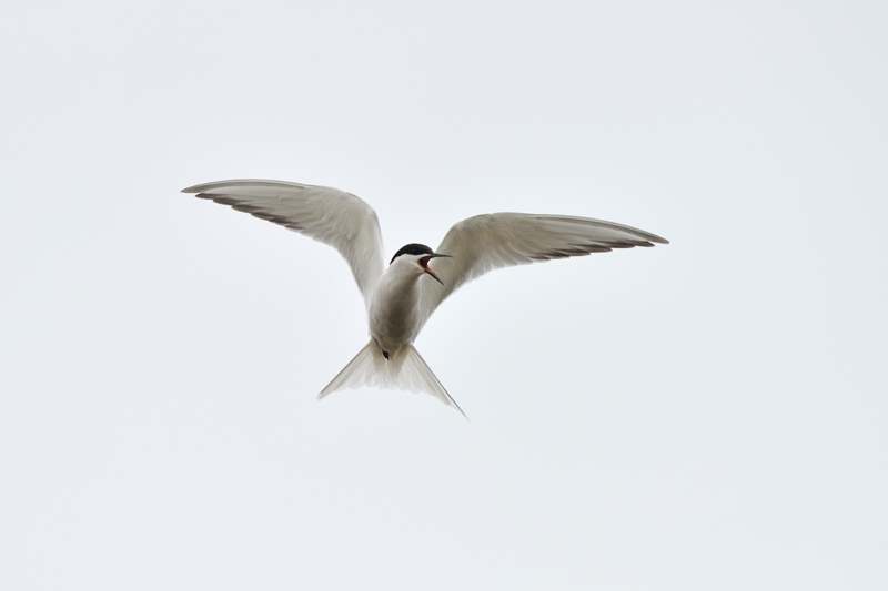Eastern Common Tern Sterna hirundo longipennis