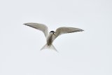 Eastern Common Tern Sterna hirundo longipennis