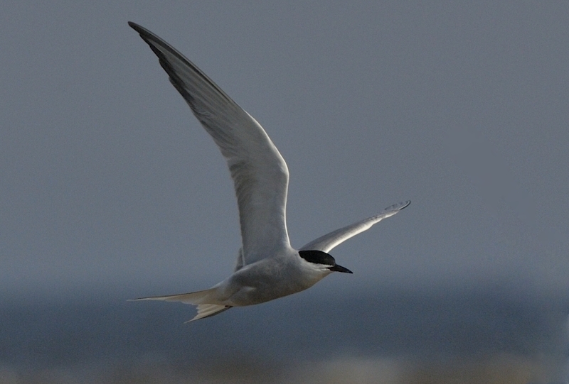 Possible Eastern Common Tern Sterna hirundo longipennis