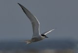 Possible Eastern Common Tern Sterna hirundo longipennis
