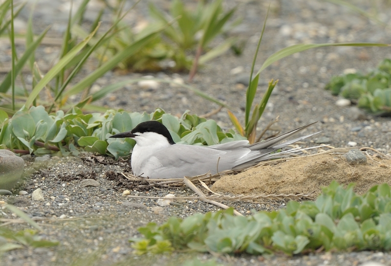 Eastern Common Tern Sterna hirundo longipennis.