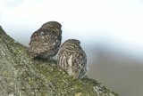 Little Owls