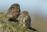 Pair of Little Owls