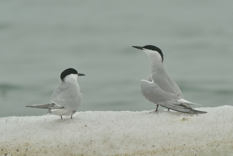 Eastern Common Terns