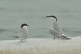 Eastern Common Terns