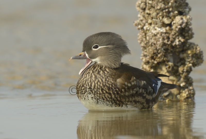 Female Mandarin Duck
