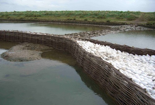 Burnham Willow erosion control spiling