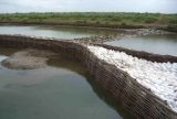 Burnham Willow erosion control spiling
