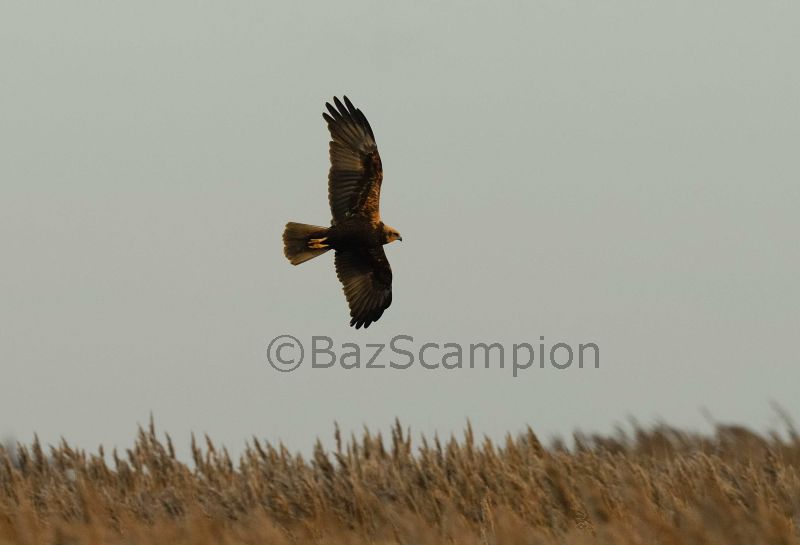 Juvenile female Marsh Harrier