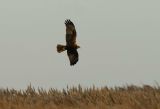 Juvenile female Marsh Harrier