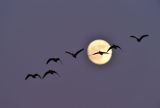 full moon and pinks