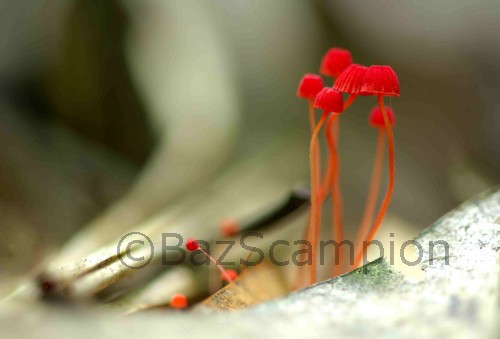 Fungi