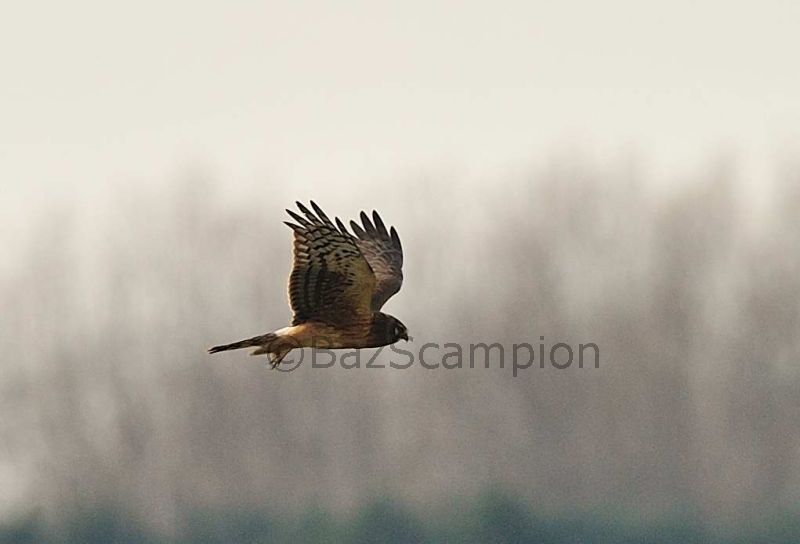 Northern Harrier
