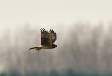 Northern Harrier