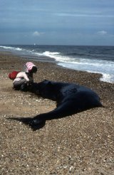 Northern Bottlenose Whale Scolt head Island Norfolk