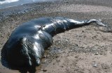 Northern Bottlenose Whale Scolt head Island