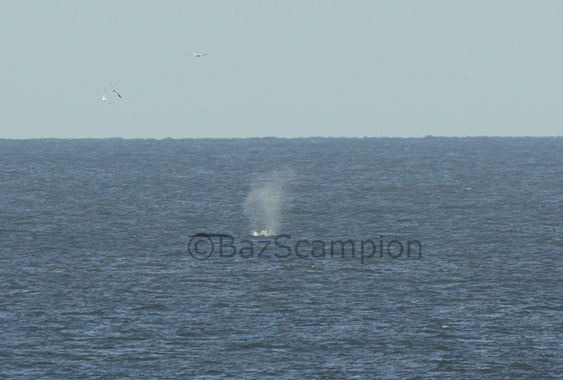 Humpback Whale off Sea Palling and Waxham Norfolk