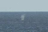 Humpback Whale off Sea Palling and Waxham Norfolk