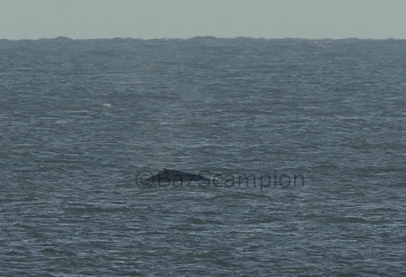 Humpback Whale of Waxham Norfolk Oct 2013