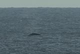 Humpback Whale of Waxham Norfolk Oct 2013