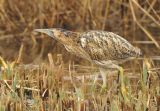 Bittern