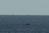 Humpback Whale Waxham Norfolk Oct 30 2013
