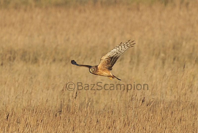 Northern Harrier