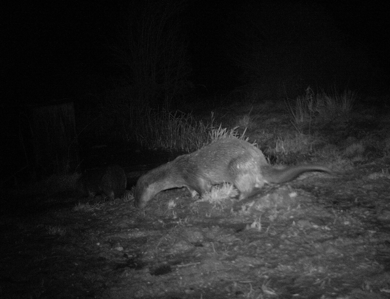 Pair of Otters undisclosed site North Norfolk