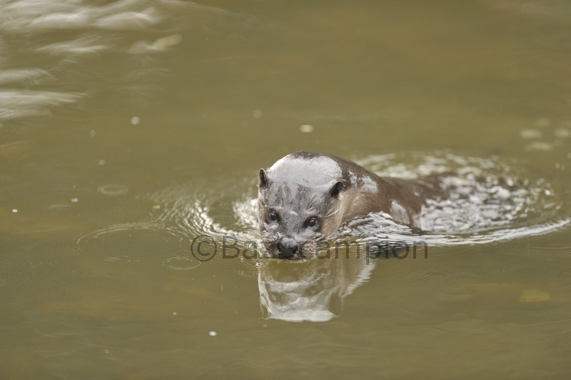 Otter in river Thet