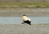 Male Pacific Eider