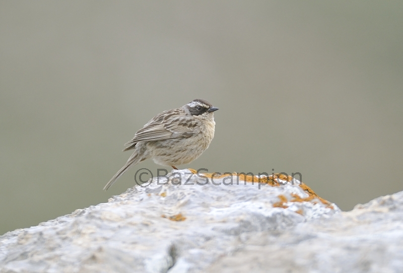 Radde's Accentor