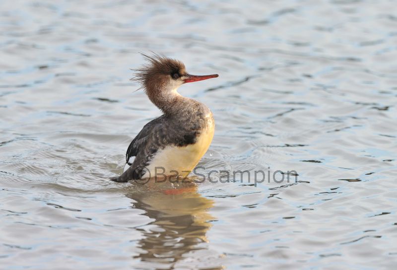 Female Red-breasted Merganser
