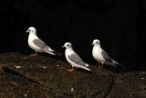 1. Red-legged Kittiwake