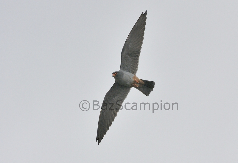 Red-footed Falcon