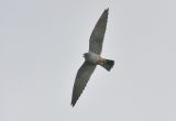 Red-footed Falcon