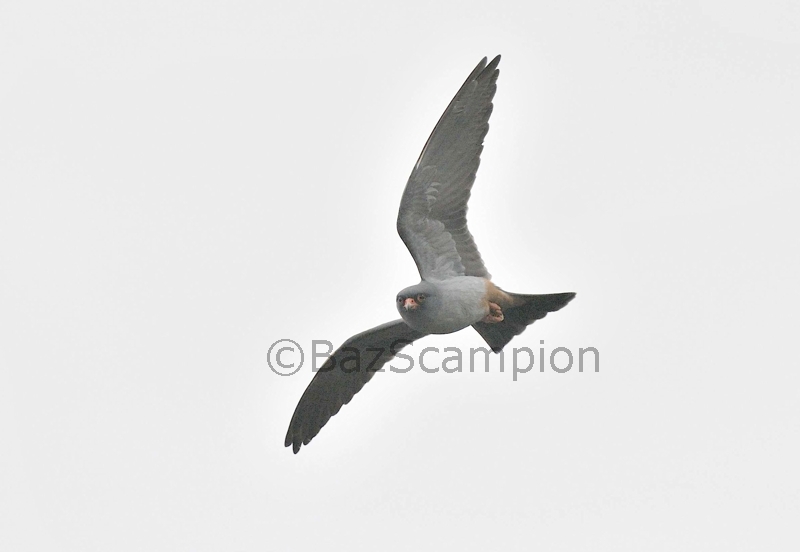 Male Red-footed Falcon hunting insects over Reedbed