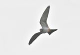Male Red-footed Falcon hunting insects over Reedbed