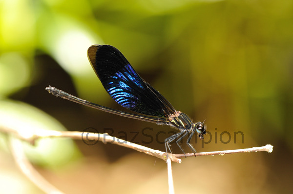 Male Shining Gossamerwing. Euphaea splendens.Endemic damselfly