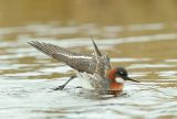 Red-necked Phalarope