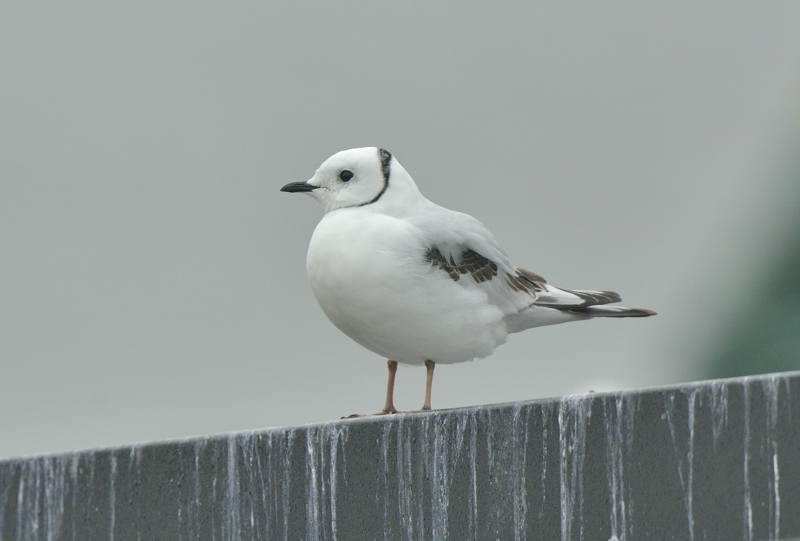 2nd year Ross's Gull