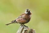 Grey-crowned Rosy finch