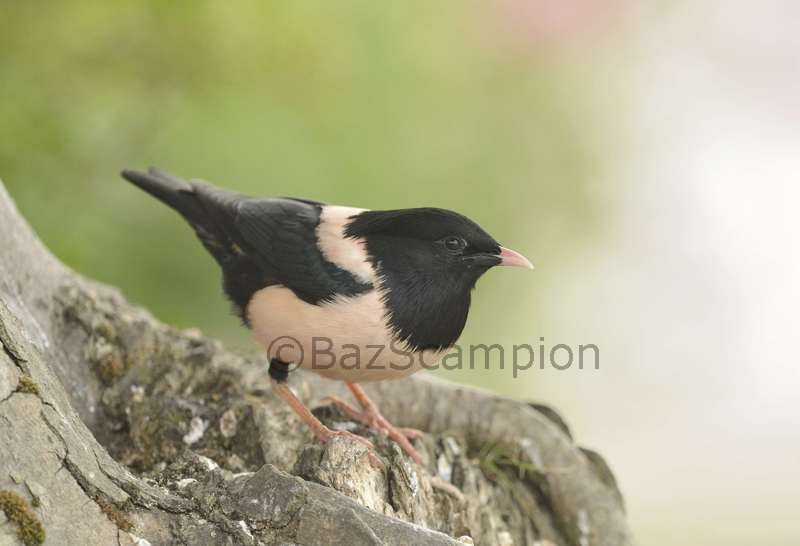 Adult Rose-coloured Starling