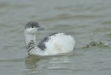 Red-throated Diver