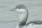 Winter Red-throated Diver