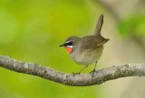 Siberian Rubythroat
