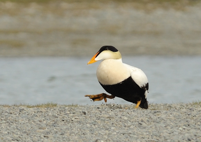 Pacific Eider Chukotka Russia