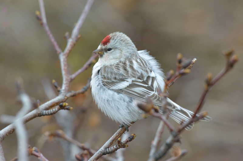 Arctic redpoll