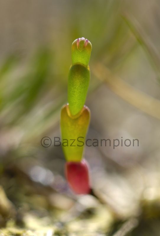 Salicornia sp
