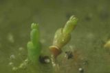 Young Samphire. Salicornia